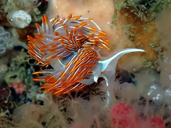 Horned Nudibranch