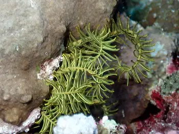 Noble Feather Star