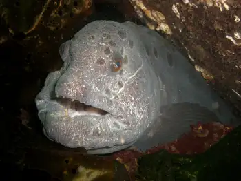 Wolf Eel