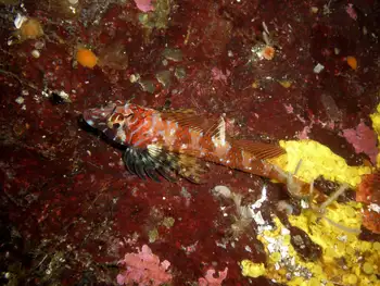 Longfin Sculpin