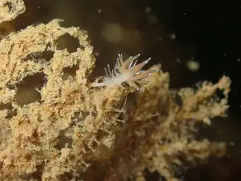 Red Gilled Nudibranch