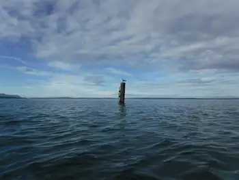 Pylon Seagull