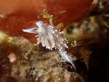Red Gilled Nudibranch