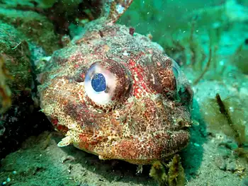 Red Irish Lord Sculpin