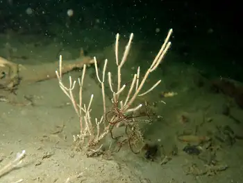 Stick Bryozoan