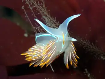 Horned Nudibranch