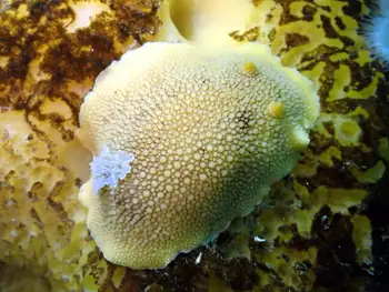 Noble Sea Lemon
