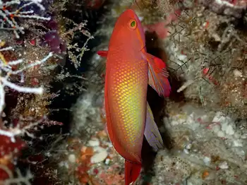 jewel fairy basslet