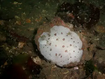 Leopard Nudibranch