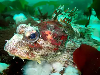 Red Irish Lord Sculpin