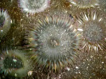 Pink Tipped Anemones