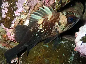 Rockfish