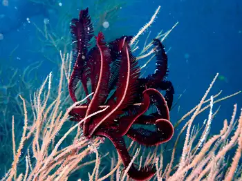 Robust Feather Star