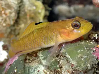 Blackeye Goby