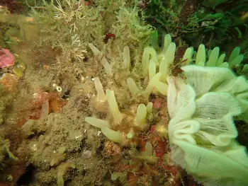 Aggregated Nipple Sponge