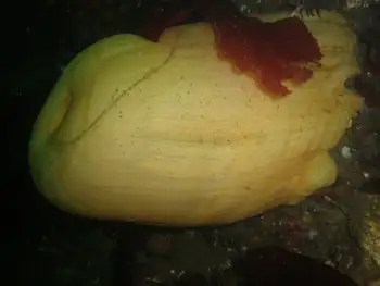 Metridium Anemone