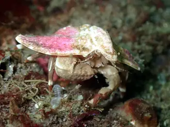 Umbrella Crab