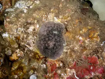 Nanaimo Nudibranch