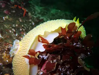 Noble Sea Lemon