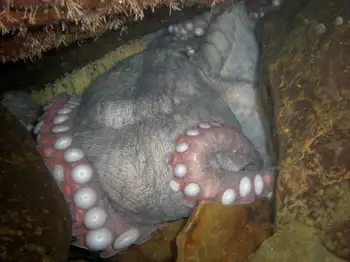 Eggs Giant Pacific Octopus