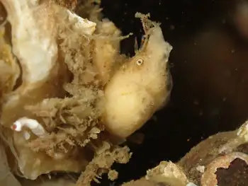 Moss Crab