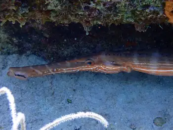 Trumpetfish