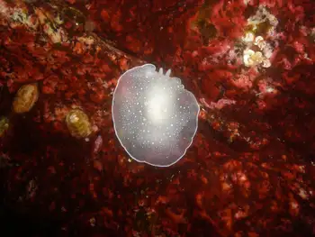 California Berthella