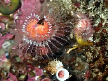 Feather Duster Worm