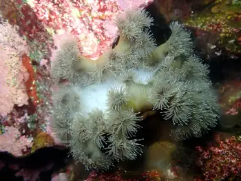 Anemone