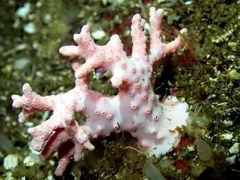 pink hydrocoral