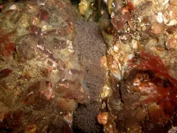 Eggs Fish