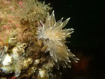 Alabaster Nudibranch