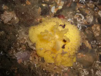 Monterey Sea Lemon