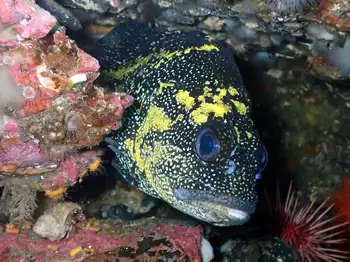 China Rockfish