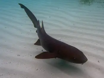 nurse shark