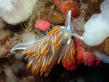 Horned Nudibranch