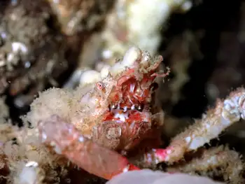 Moss Crab