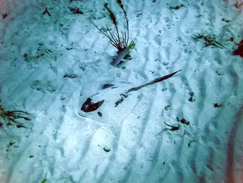 Stingray
