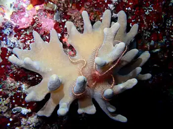 soft coral brittle star