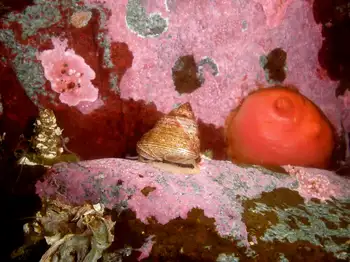 Broadbase Tunicate