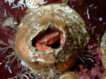 Pygmy Rock Crab