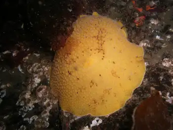 Monterey Sea Lemon