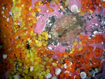 Chiton
