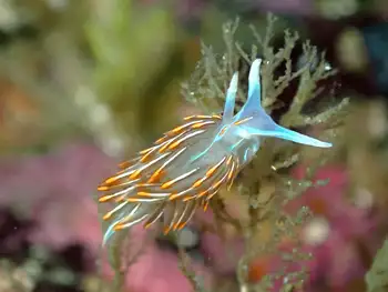 Horned Nudibranch