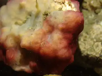 Compound Tunicate