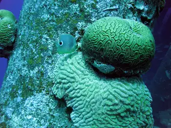 Brain Coral