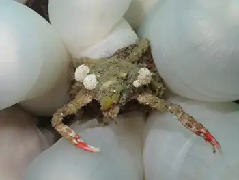 Moss Crab
