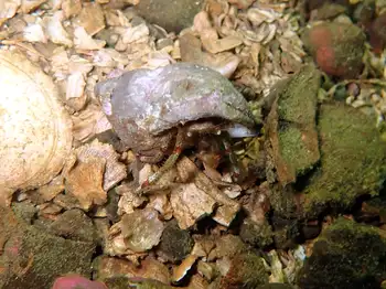 Bering Hermit Crab