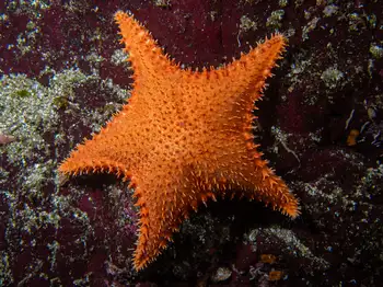 spiny red star