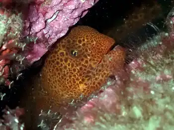 Juvenile Wolf Eel